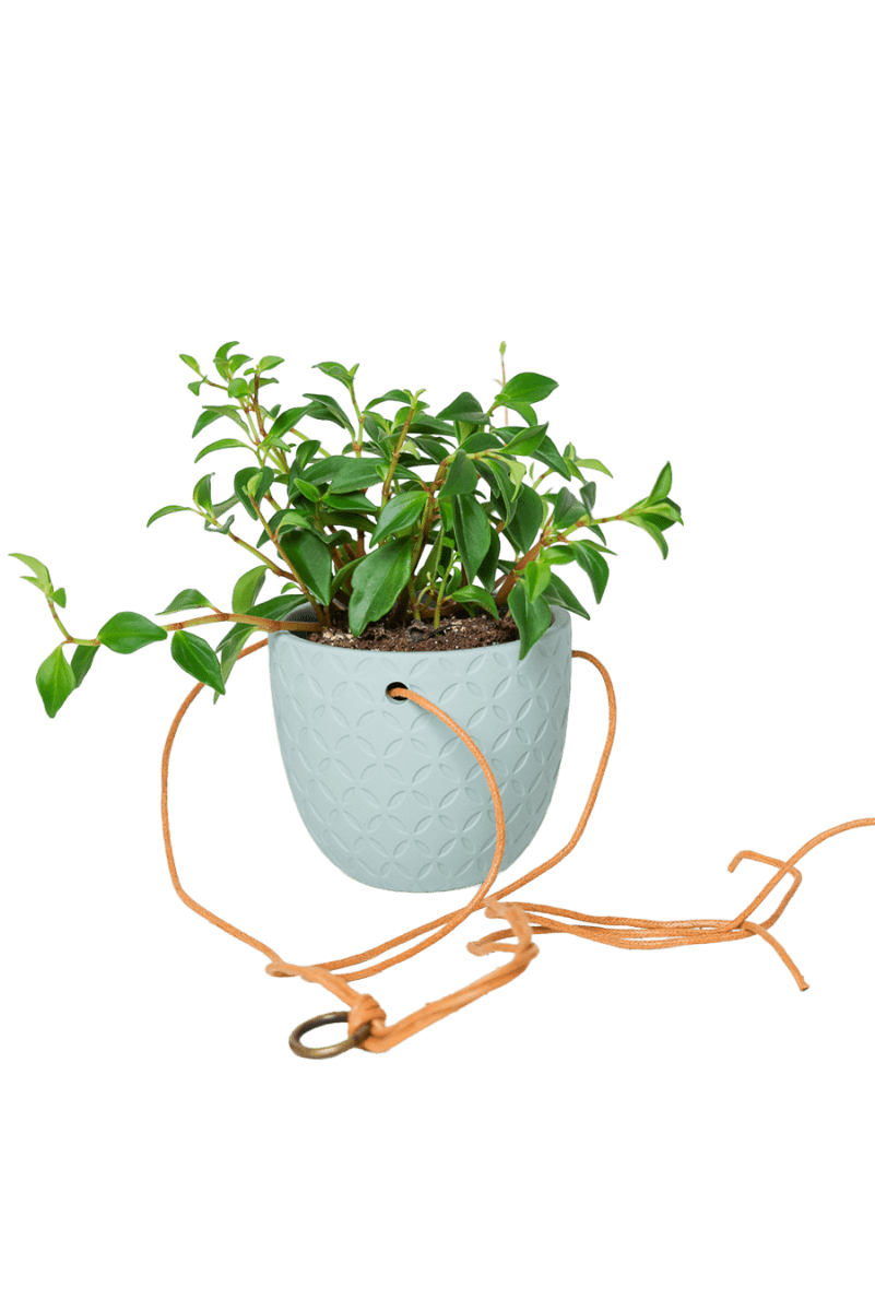 Virago Ceramic Modern Hanging Planter - Chive US Wholesale