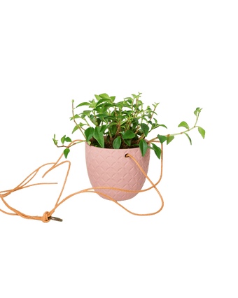 Virago Ceramic Modern Hanging Planter - Chive US Wholesale