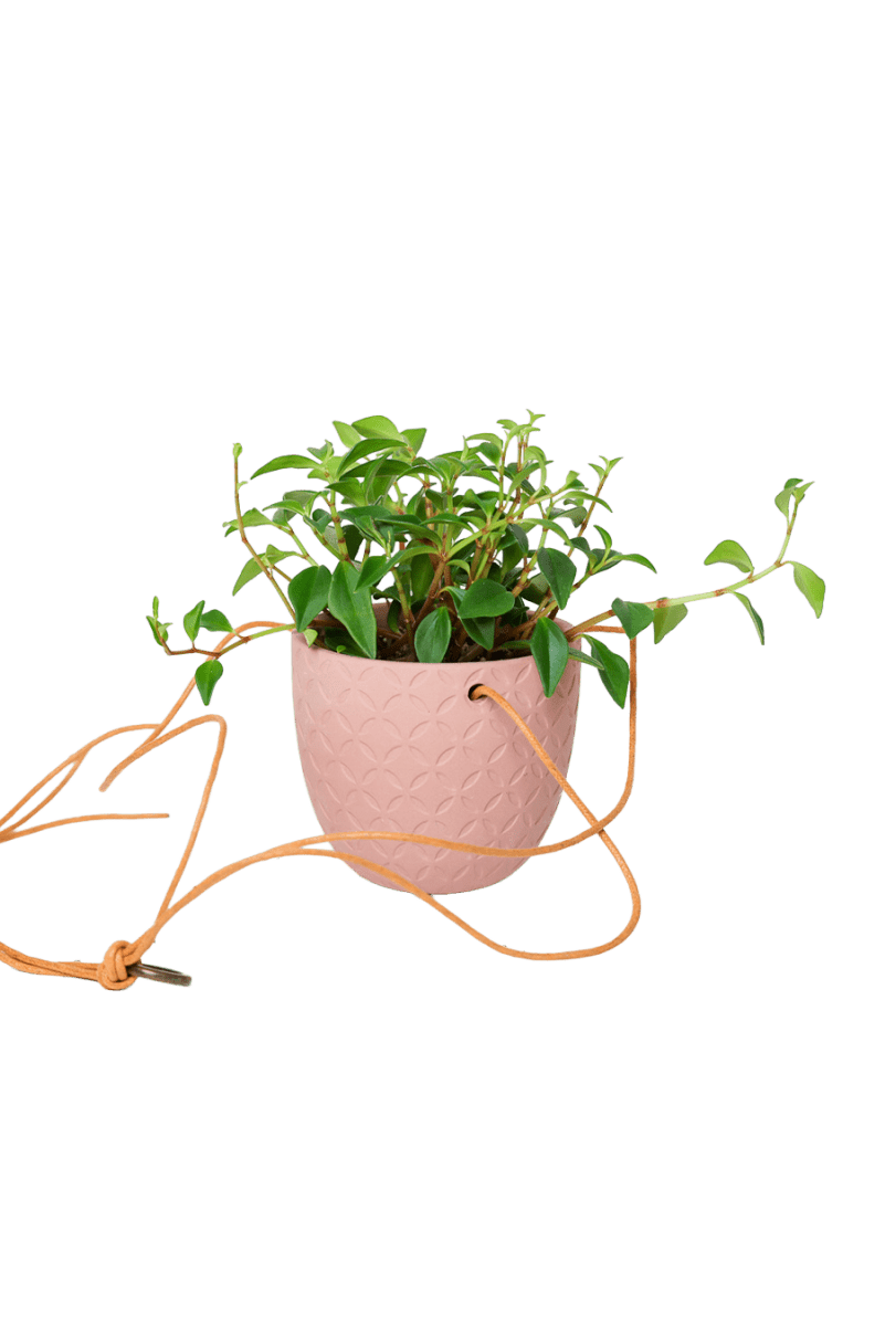 Virago Ceramic Modern Hanging Planter - Chive US Wholesale