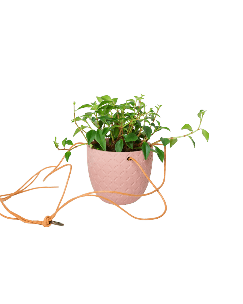 Virago Ceramic Modern Hanging Planter - Chive US Wholesale