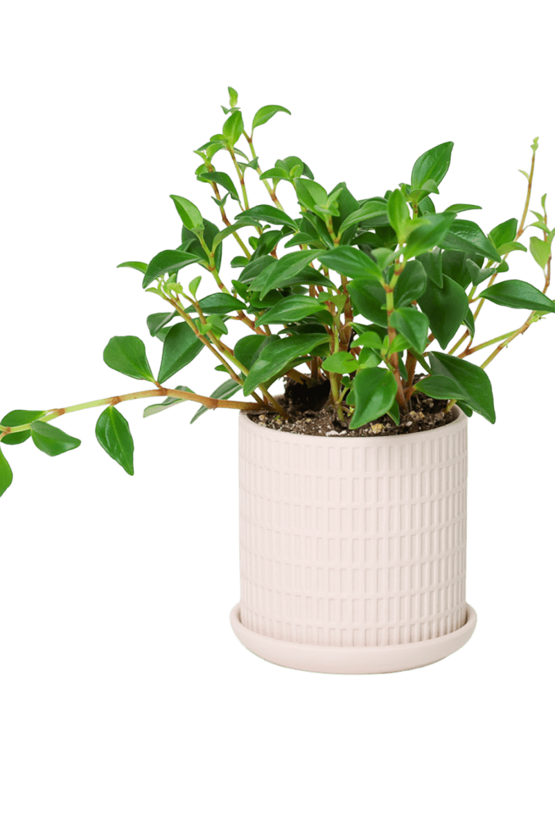 Virago 3.5" Porcelain Pot With Drainage Hole And Saucer - Chive US Wholesale