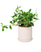 Virago 3.5" Porcelain Pot With Drainage Hole And Saucer - Chive US Wholesale