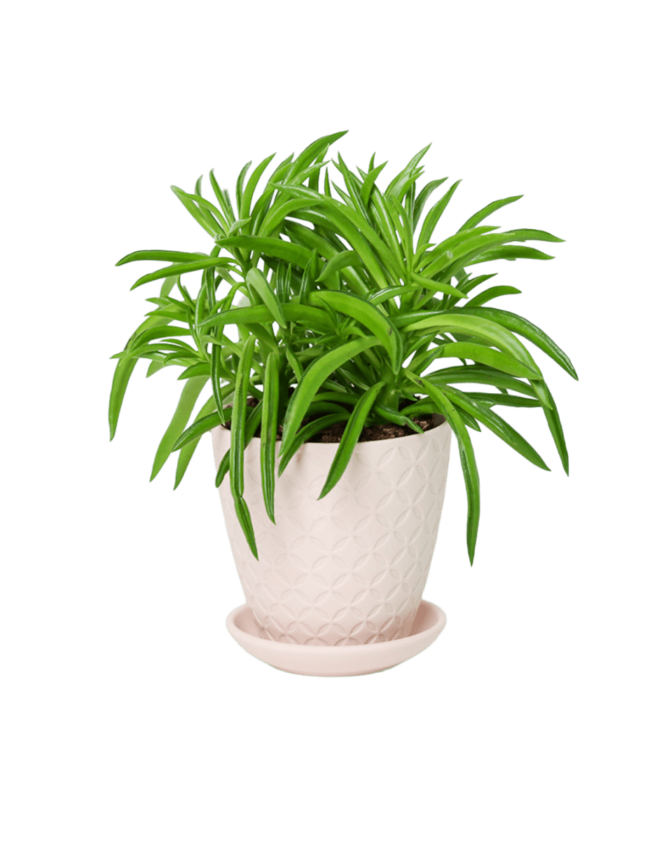Virago 3.5" Porcelain Pot With Drainage Hole And Saucer - Chive US Wholesale