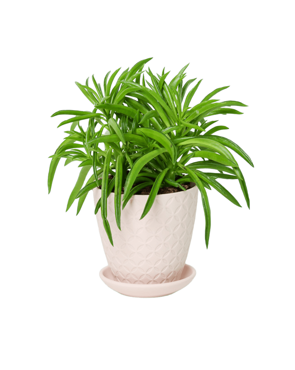 Virago 3.5" Porcelain Pot With Drainage Hole And Saucer - Chive US Wholesale