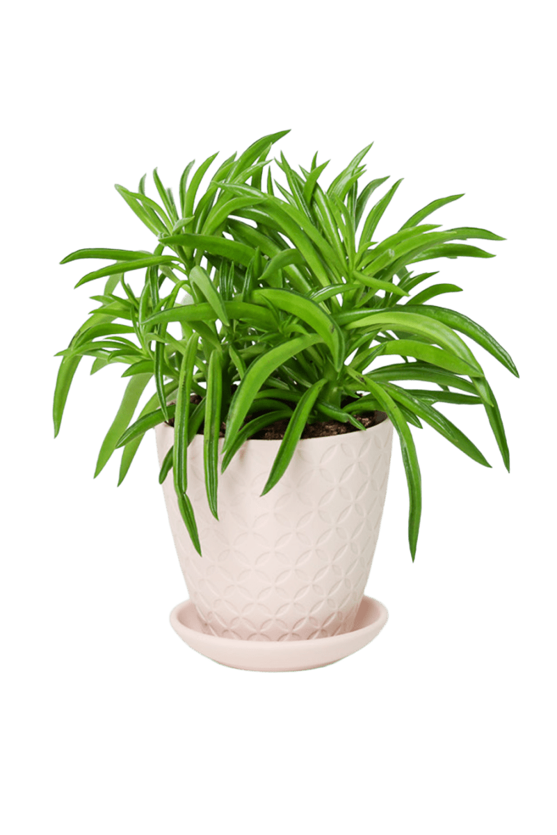 Virago 3.5" Porcelain Pot With Drainage Hole And Saucer - Chive US Wholesale