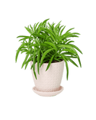 Virago 3.5" Porcelain Pot With Drainage Hole And Saucer - Chive US Wholesale