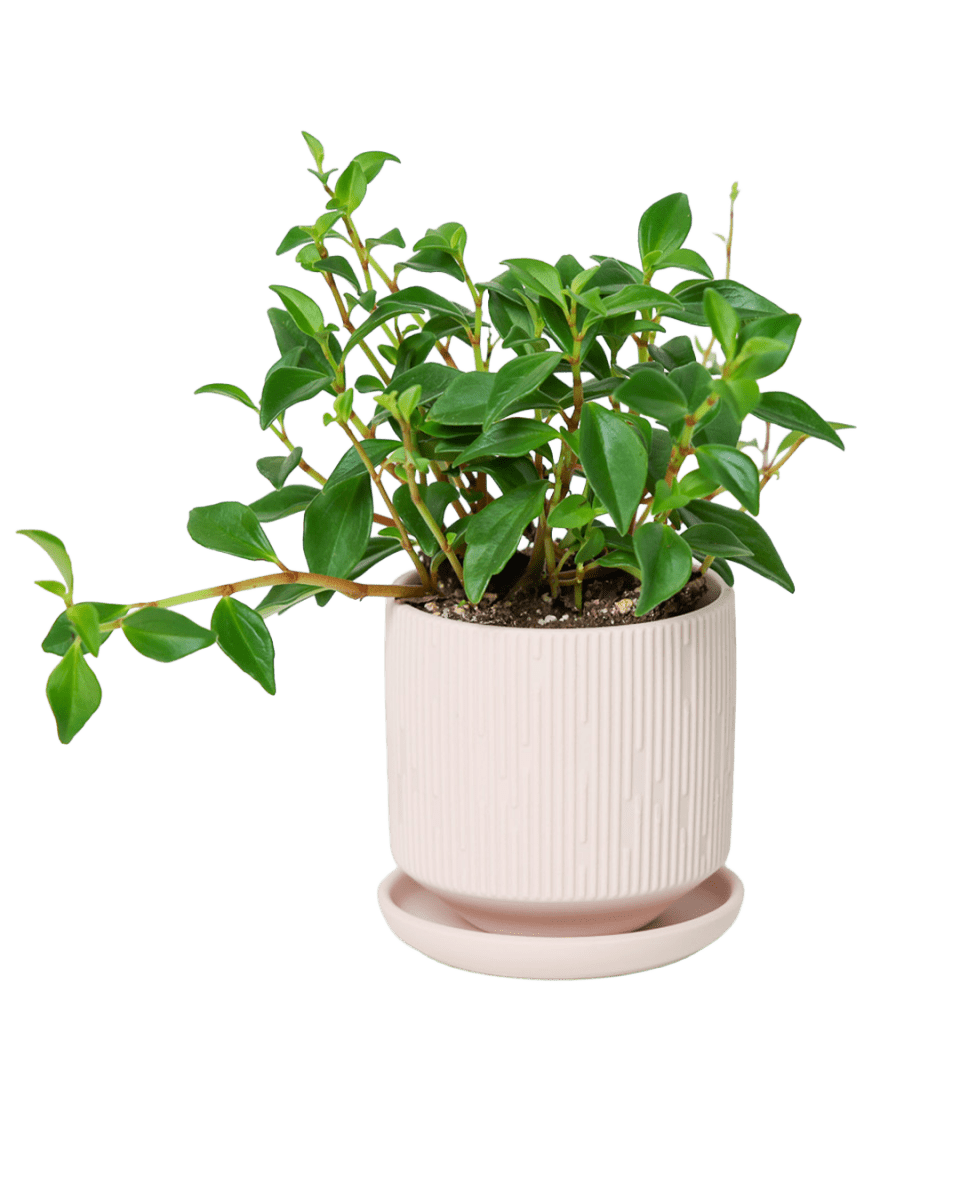 Virago 3.5" Porcelain Pot With Drainage Hole And Saucer - Chive US Wholesale