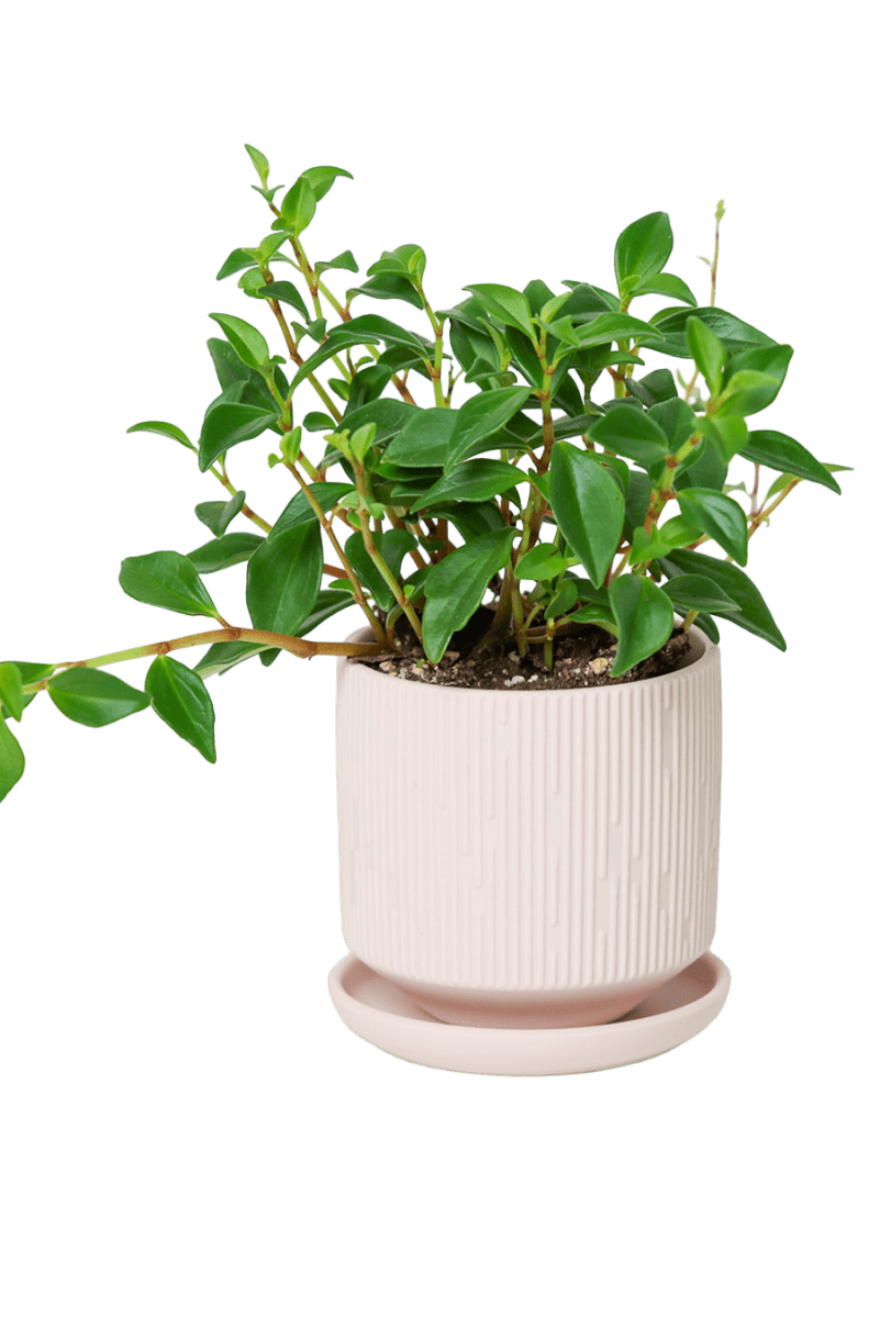 Virago 3.5" Porcelain Pot With Drainage Hole And Saucer - Chive US Wholesale