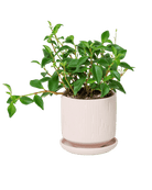 Virago 3.5" Porcelain Pot With Drainage Hole And Saucer - Chive US Wholesale