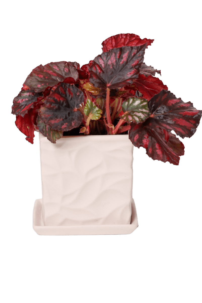 Virago 3.5" Porcelain Pot With Drainage Hole And Saucer - Chive US Wholesale