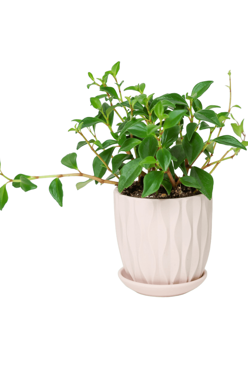 Virago 3.5" Porcelain Pot With Drainage Hole And Saucer - Chive US Wholesale