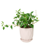 Virago 3.5" Porcelain Pot With Drainage Hole And Saucer - Chive US Wholesale