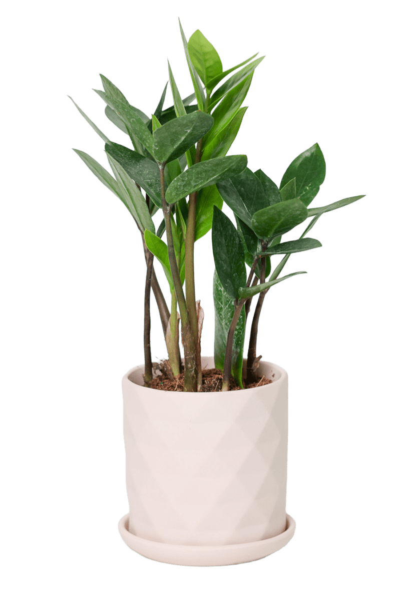 Virago 3.5" Porcelain Pot With Drainage Hole And Saucer - Chive US Wholesale