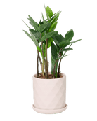 Virago 3.5" Porcelain Pot With Drainage Hole And Saucer - Chive US Wholesale