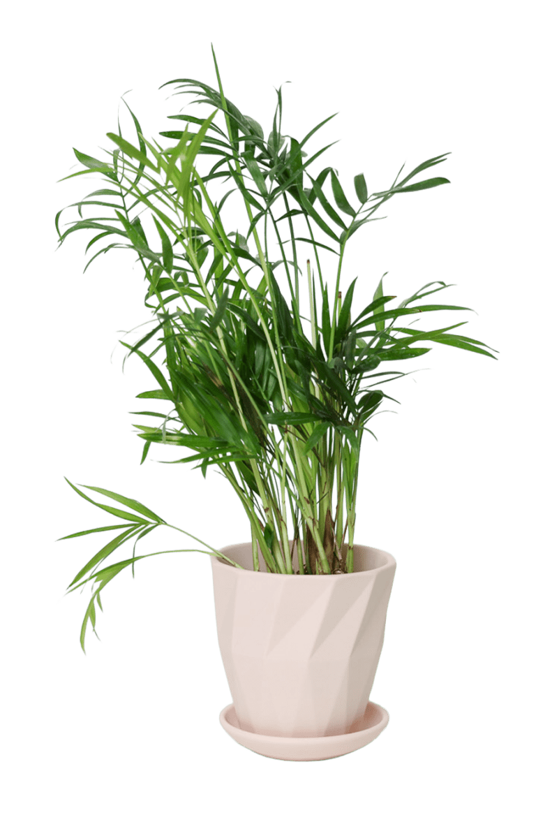 Virago 3.5" Porcelain Pot With Drainage Hole And Saucer - Chive US Wholesale