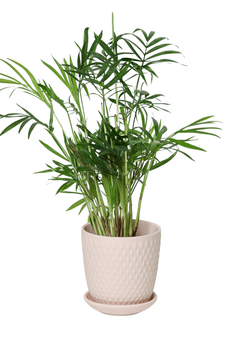 Virago 3.5" Porcelain Pot With Drainage Hole And Saucer - Chive US Wholesale