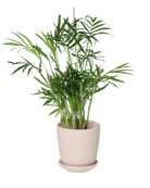 Virago 3.5" Porcelain Pot With Drainage Hole And Saucer - Chive US Wholesale