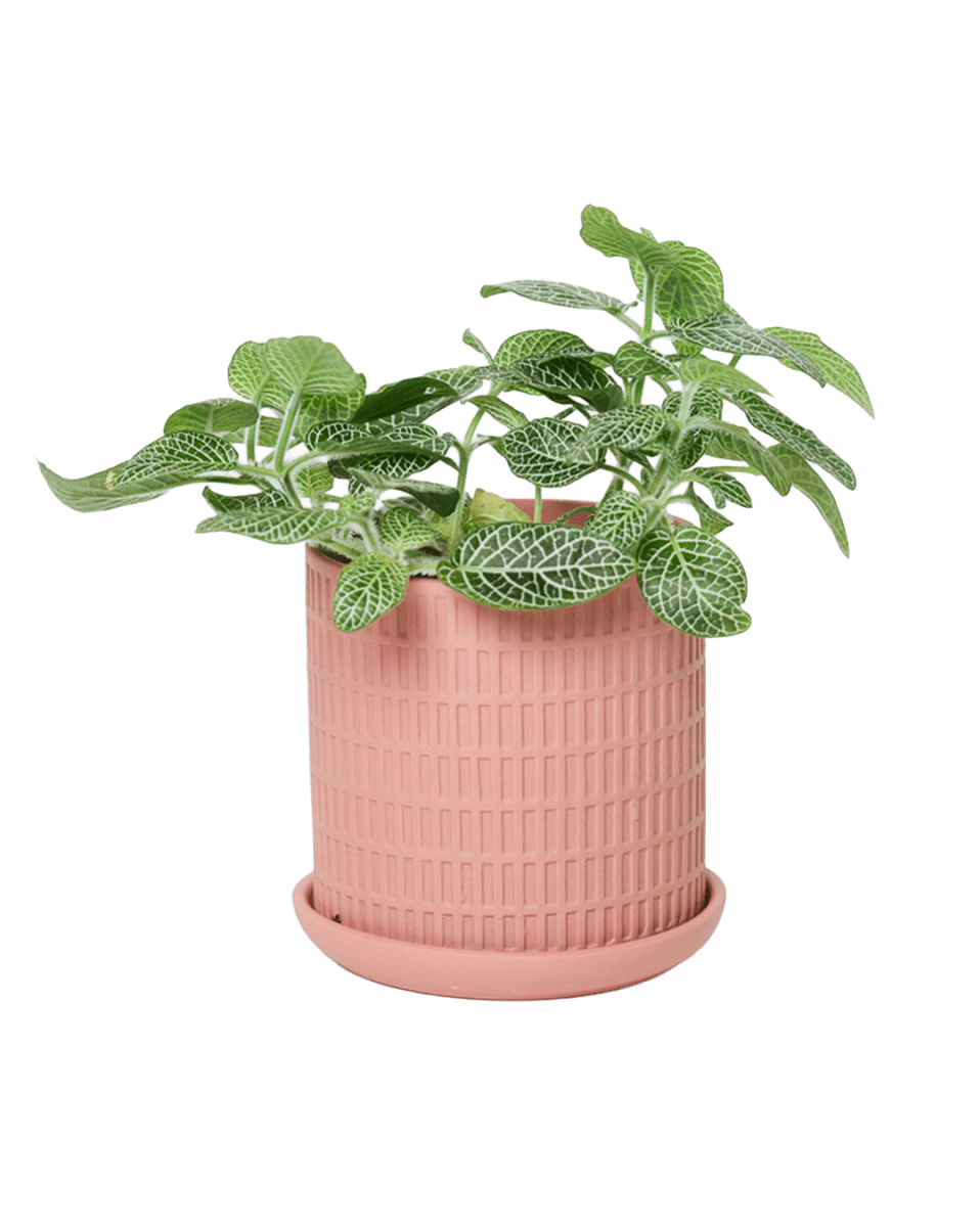 Virago 3.5" Porcelain Pot With Drainage Hole And Saucer - Chive US Wholesale