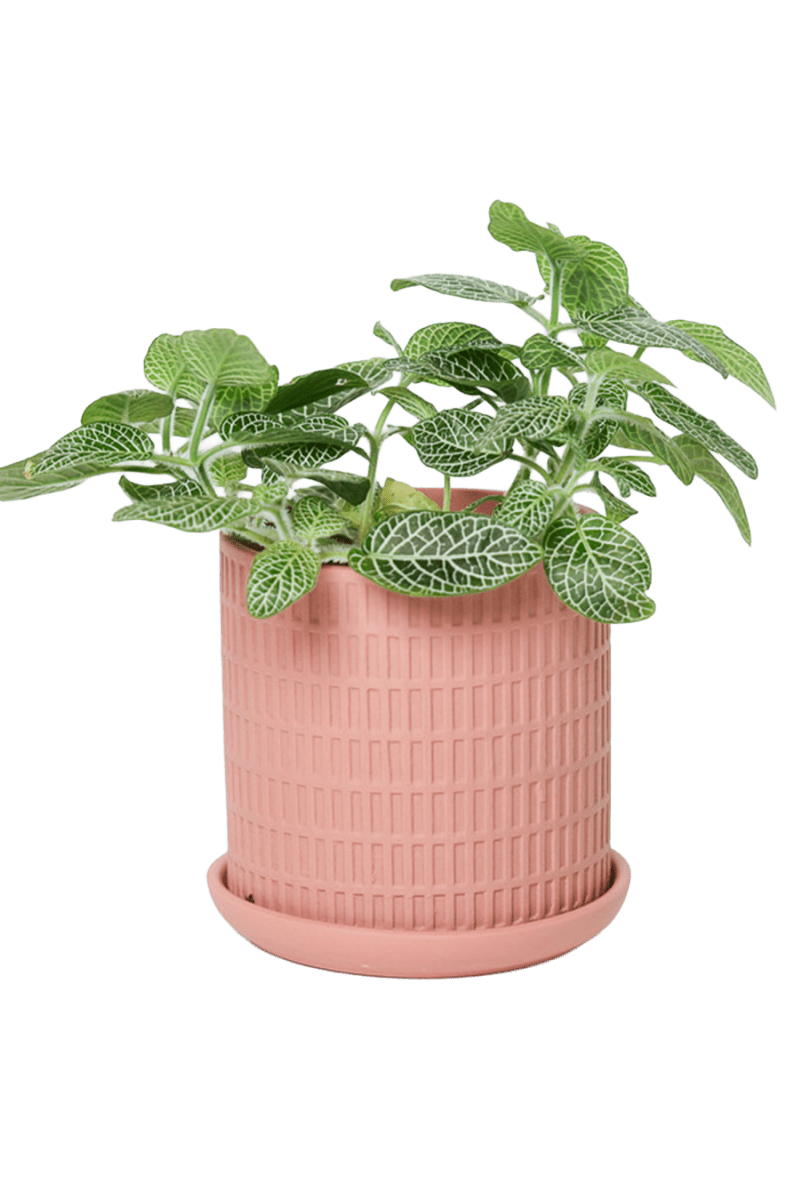 Virago 3.5" Porcelain Pot With Drainage Hole And Saucer - Chive US Wholesale