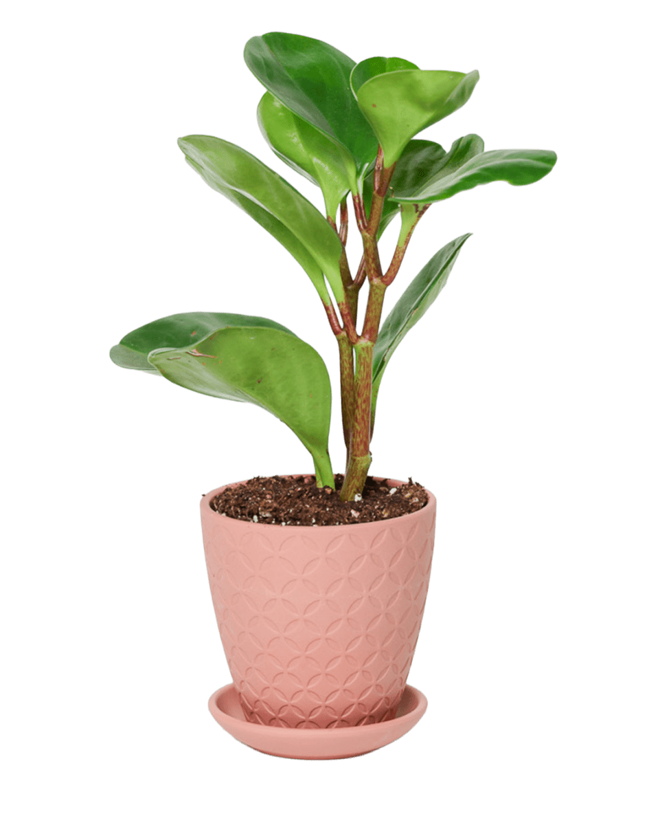 Virago 3.5" Porcelain Pot With Drainage Hole And Saucer - Chive US Wholesale