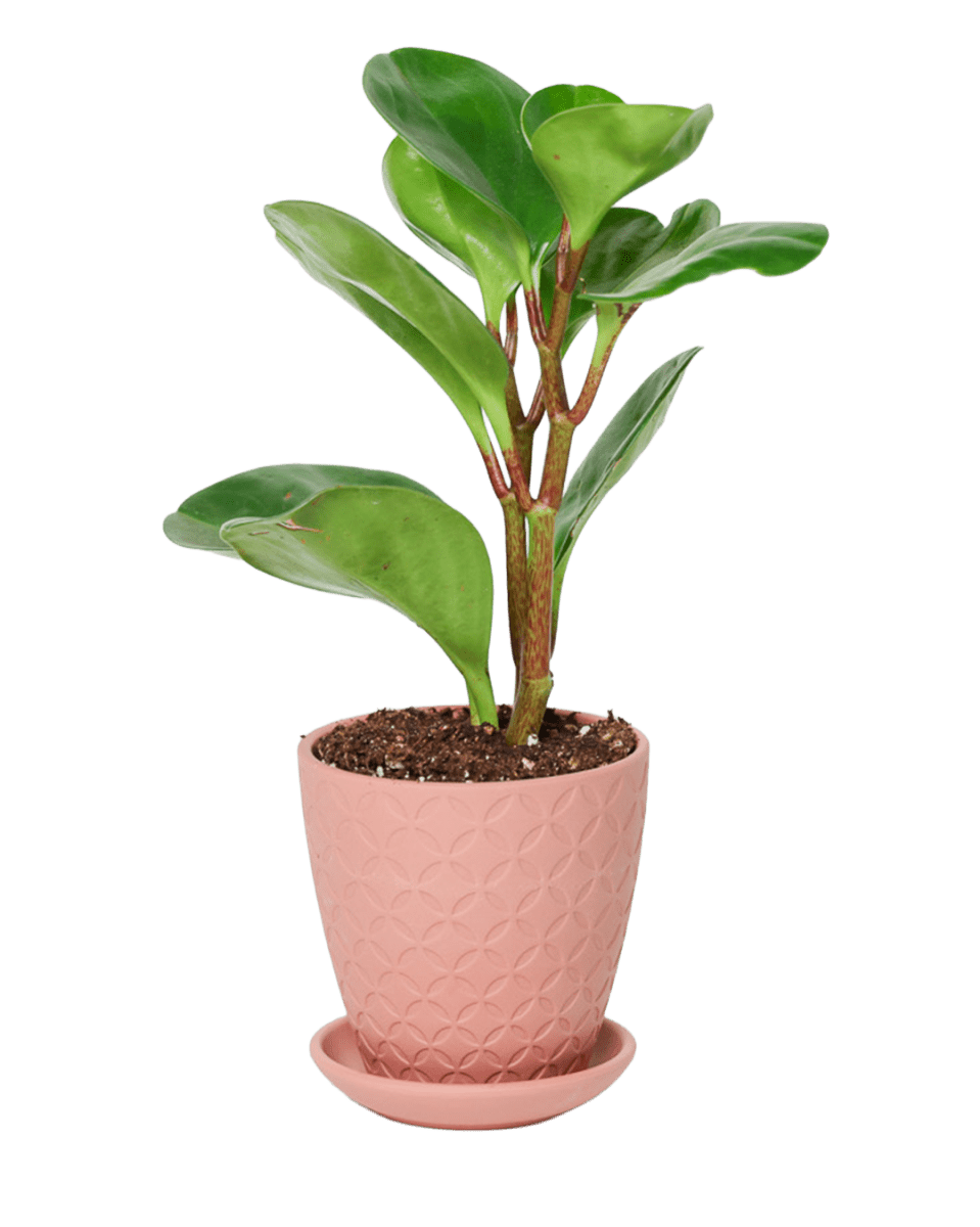 Virago 3.5" Porcelain Pot With Drainage Hole And Saucer - Chive US Wholesale