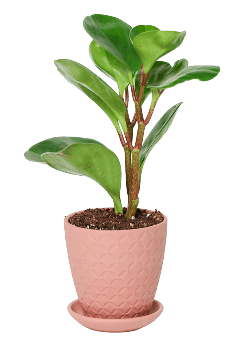 Virago 3.5" Porcelain Pot With Drainage Hole And Saucer - Chive US Wholesale