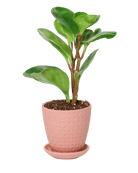 Virago 3.5" Porcelain Pot With Drainage Hole And Saucer - Chive US Wholesale