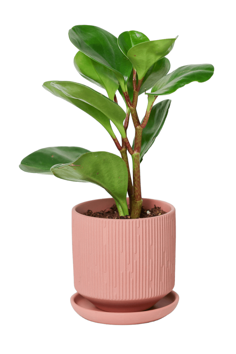 Virago 3.5" Porcelain Pot With Drainage Hole And Saucer - Chive US Wholesale