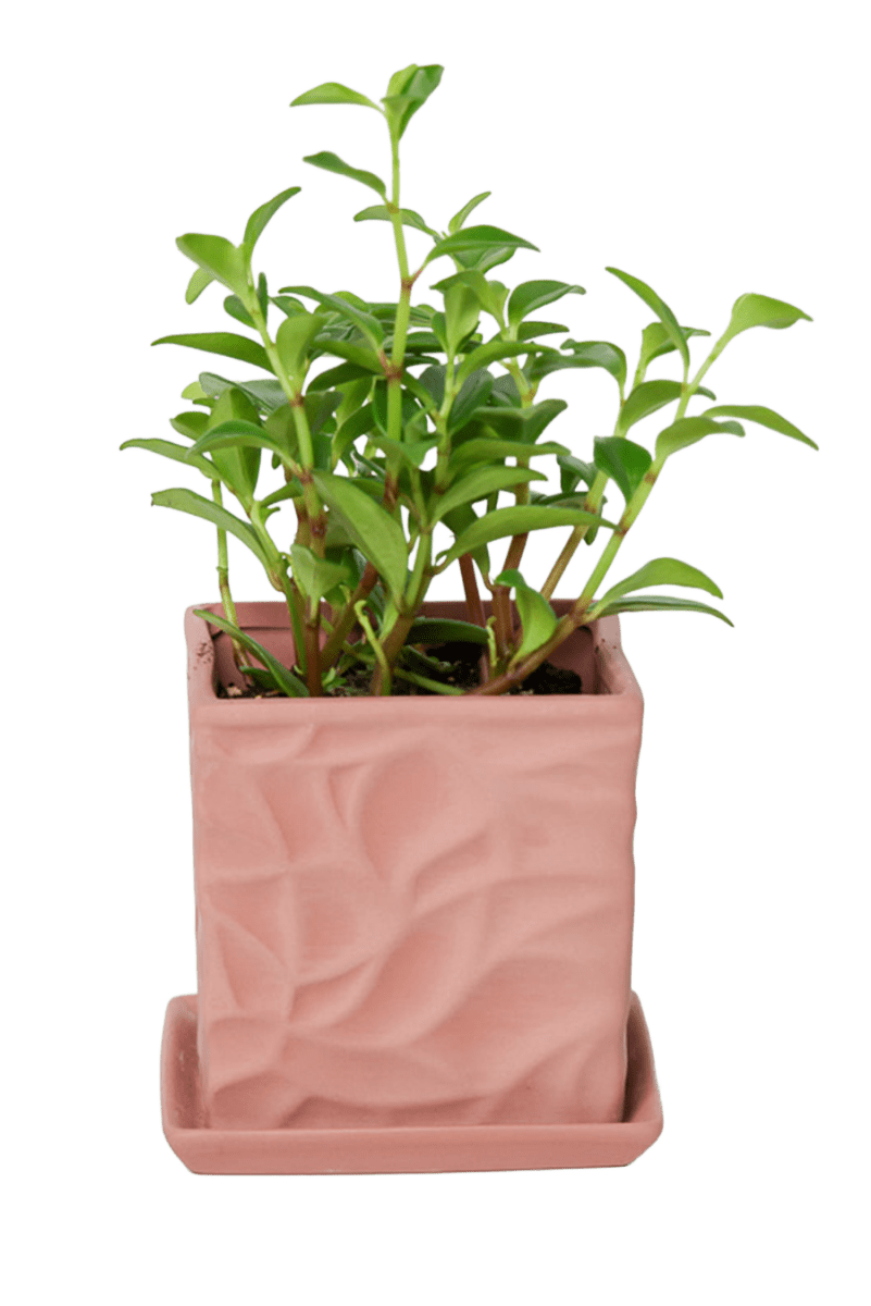 Virago 3.5" Porcelain Pot With Drainage Hole And Saucer - Chive US Wholesale