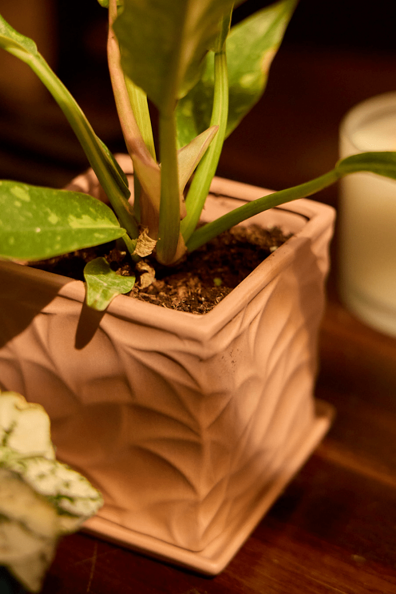 Virago 3.5" Porcelain Pot With Drainage Hole And Saucer - Chive US Wholesale