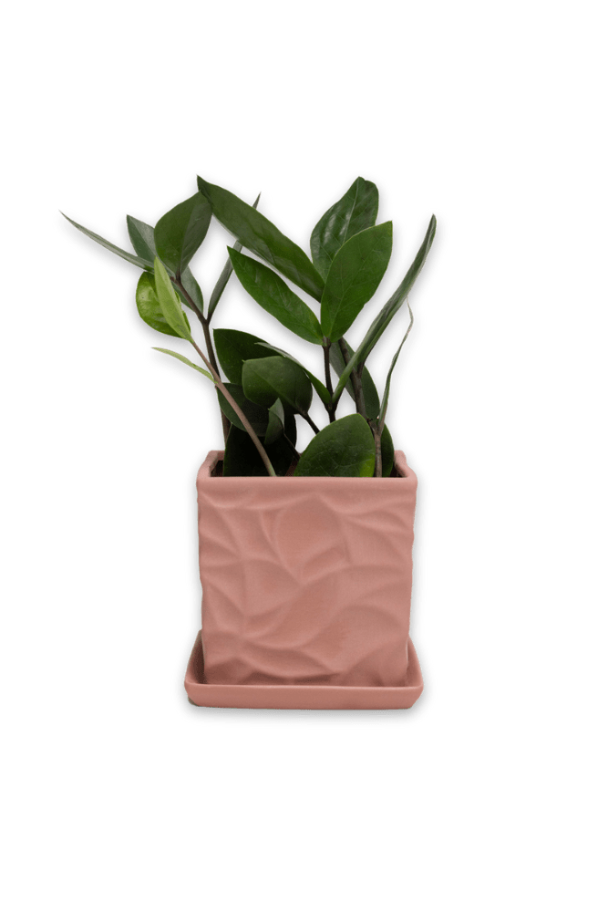 Virago 3.5" Porcelain Pot With Drainage Hole And Saucer - Chive US Wholesale