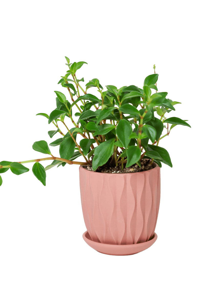 Virago 3.5" Porcelain Pot With Drainage Hole And Saucer - Chive US Wholesale