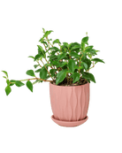 Virago 3.5" Porcelain Pot With Drainage Hole And Saucer - Chive US Wholesale