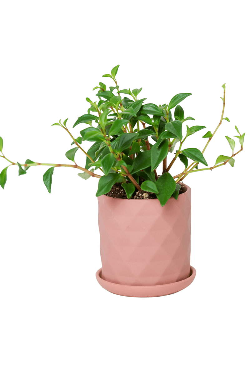 Virago 3.5" Porcelain Pot With Drainage Hole And Saucer - Chive US Wholesale