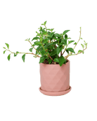 Virago 3.5" Porcelain Pot With Drainage Hole And Saucer - Chive US Wholesale