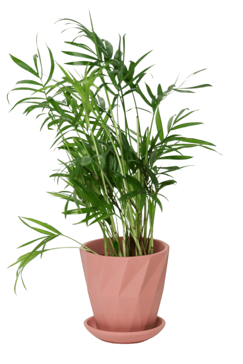 Virago 3.5" Porcelain Pot With Drainage Hole And Saucer - Chive US Wholesale