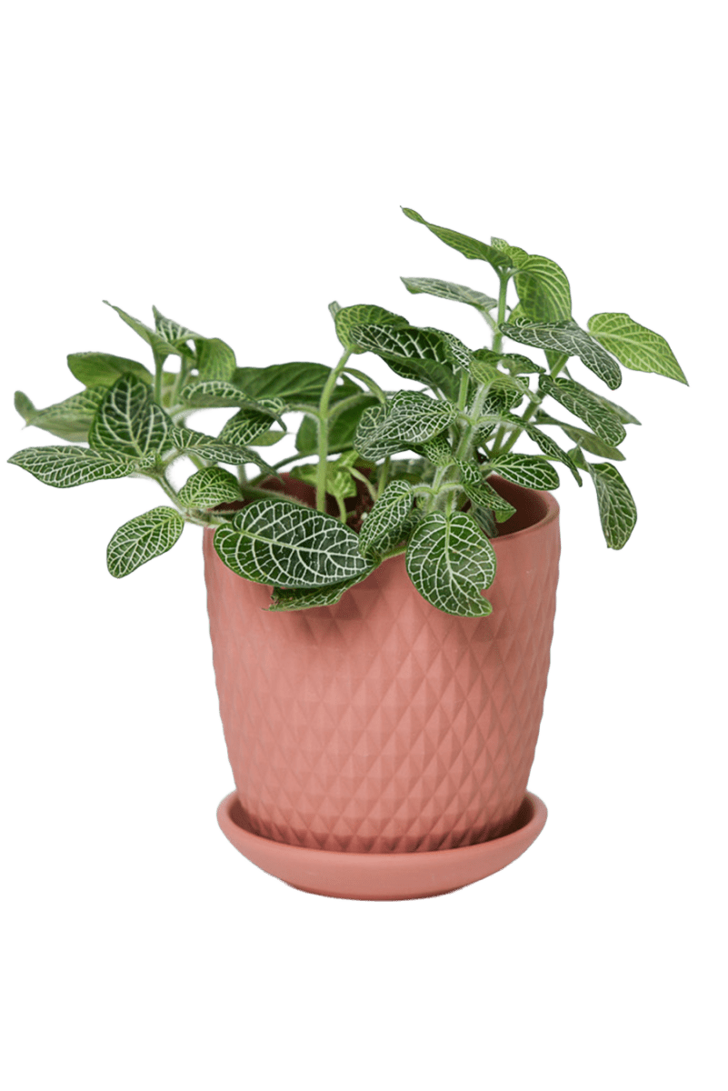 Virago 3.5" Porcelain Pot With Drainage Hole And Saucer - Chive US Wholesale