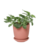 Virago 3.5" Porcelain Pot With Drainage Hole And Saucer - Chive US Wholesale