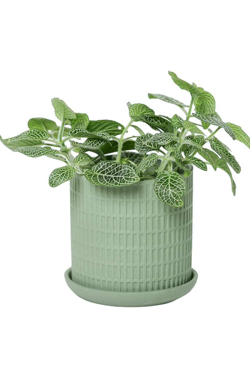 Virago 3.5" Porcelain Pot With Drainage Hole And Saucer - Chive US Wholesale