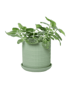 Virago 3.5" Porcelain Pot With Drainage Hole And Saucer - Chive US Wholesale