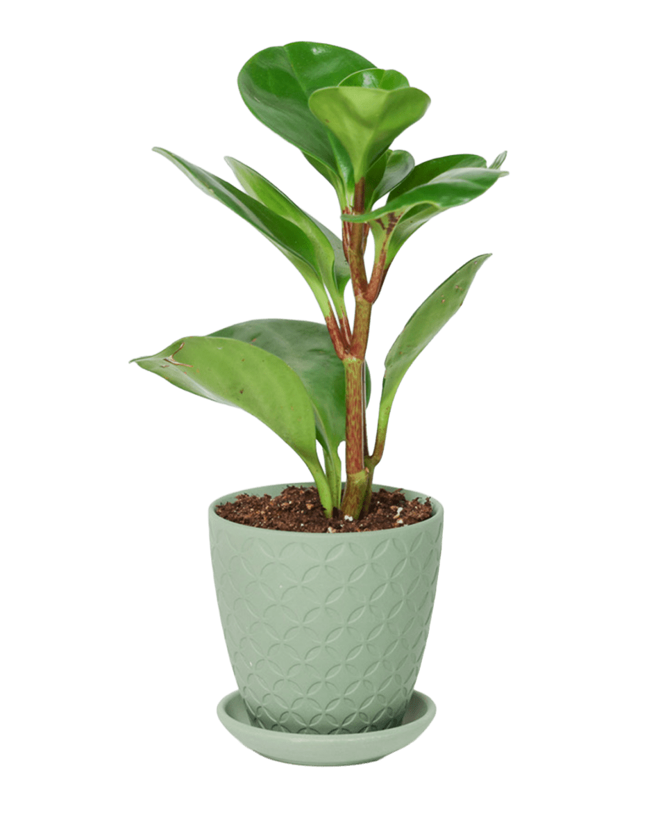 Virago 3.5" Porcelain Pot With Drainage Hole And Saucer - Chive US Wholesale