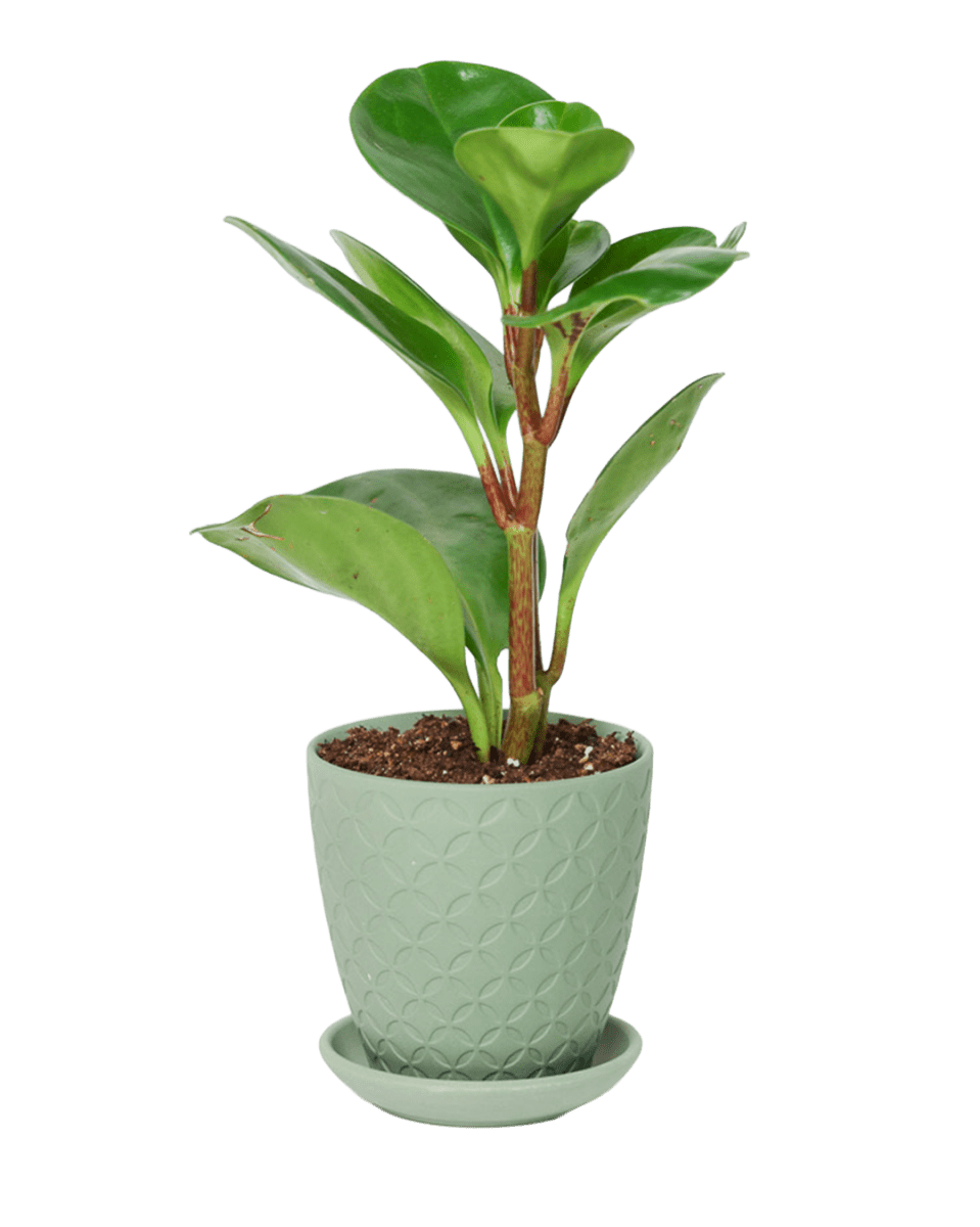 Virago 3.5" Porcelain Pot With Drainage Hole And Saucer - Chive US Wholesale