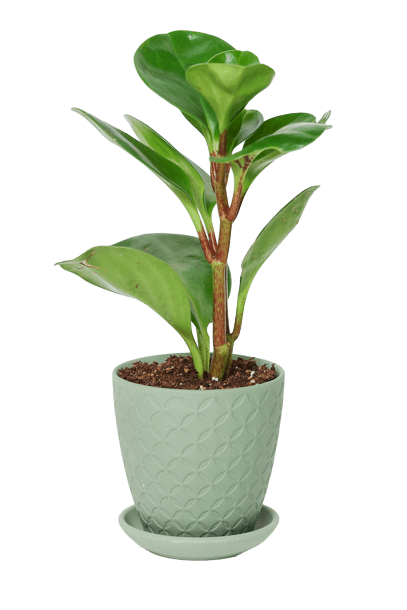 Virago 3.5" Porcelain Pot With Drainage Hole And Saucer - Chive US Wholesale