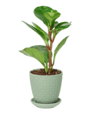 Virago 3.5" Porcelain Pot With Drainage Hole And Saucer - Chive US Wholesale