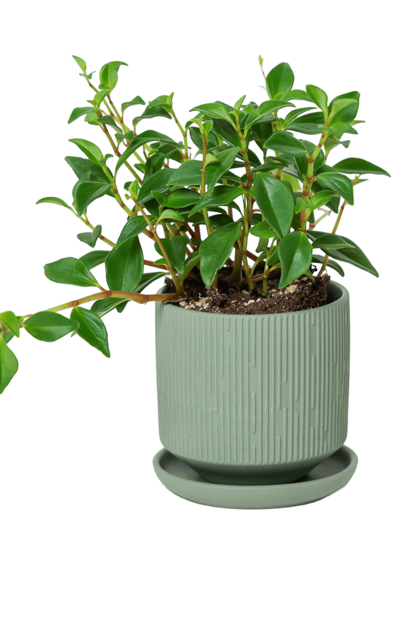 Virago 3.5" Porcelain Pot With Drainage Hole And Saucer - Chive US Wholesale