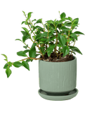 Virago 3.5" Porcelain Pot With Drainage Hole And Saucer - Chive US Wholesale