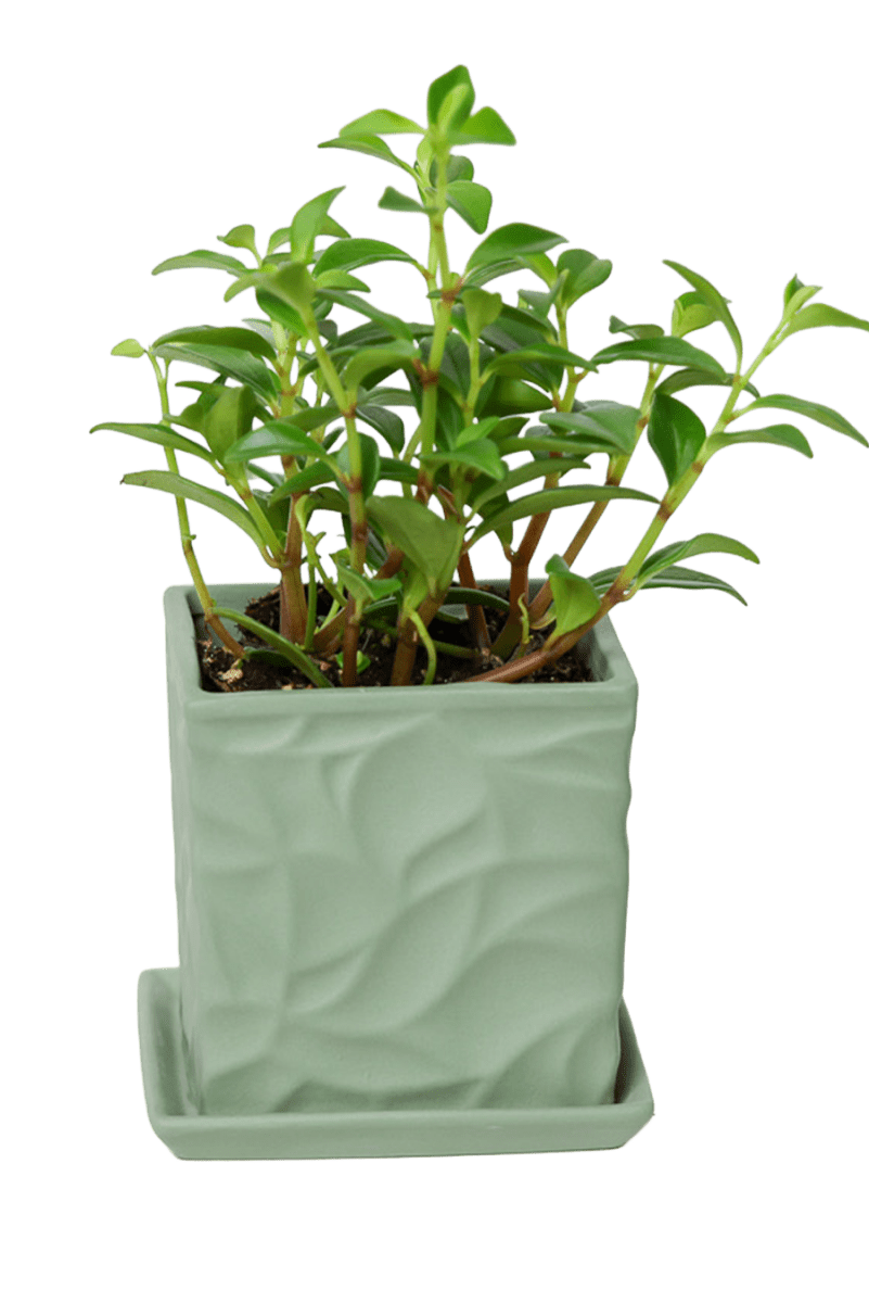 Virago 3.5" Porcelain Pot With Drainage Hole And Saucer - Chive US Wholesale