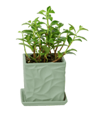 Virago 3.5" Porcelain Pot With Drainage Hole And Saucer - Chive US Wholesale