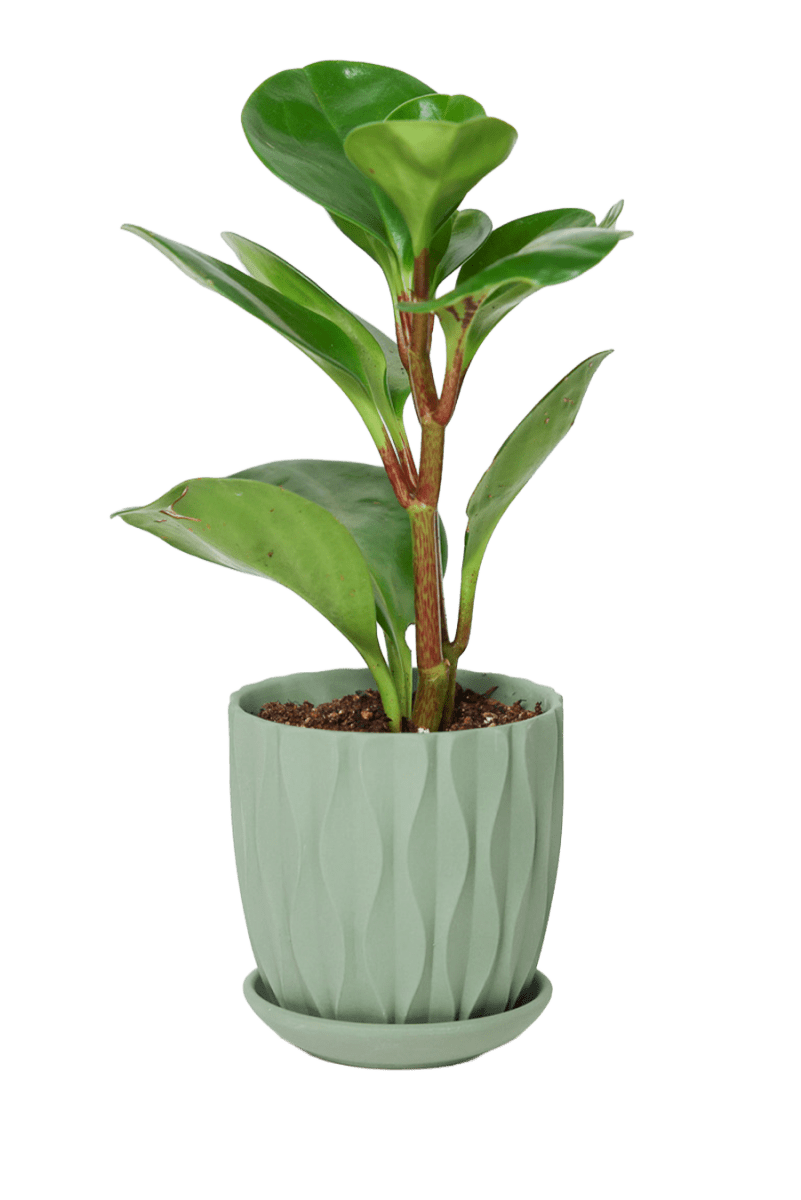 Virago 3.5" Porcelain Pot With Drainage Hole And Saucer - Chive US Wholesale