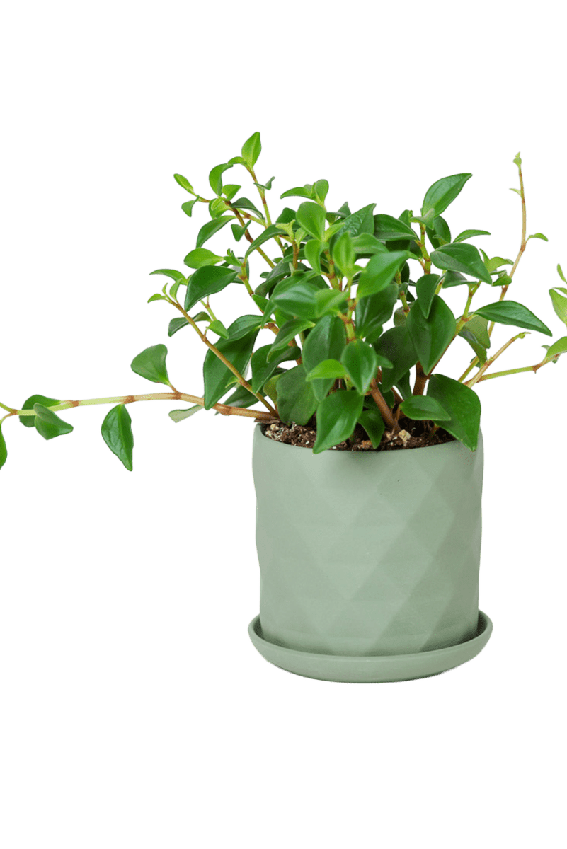 Virago 3.5" Porcelain Pot With Drainage Hole And Saucer - Chive US Wholesale